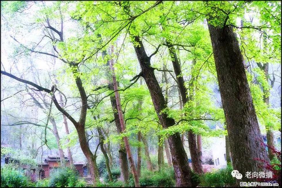 【春天,广西桂林灌阳县向您发出邀请!】在小龙村与春天约会 - 游山玩水 - 昆明生活社区 - 昆明28生活网 km.28life.com