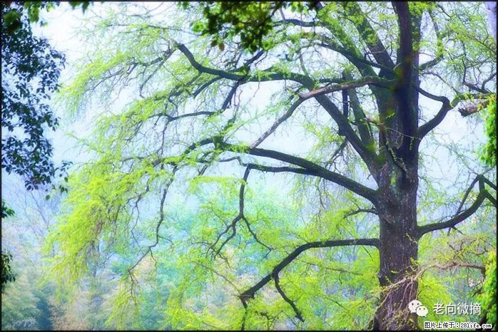 【春天,广西桂林灌阳县向您发出邀请!】在小龙村与春天约会 - 游山玩水 - 昆明生活社区 - 昆明28生活网 km.28life.com