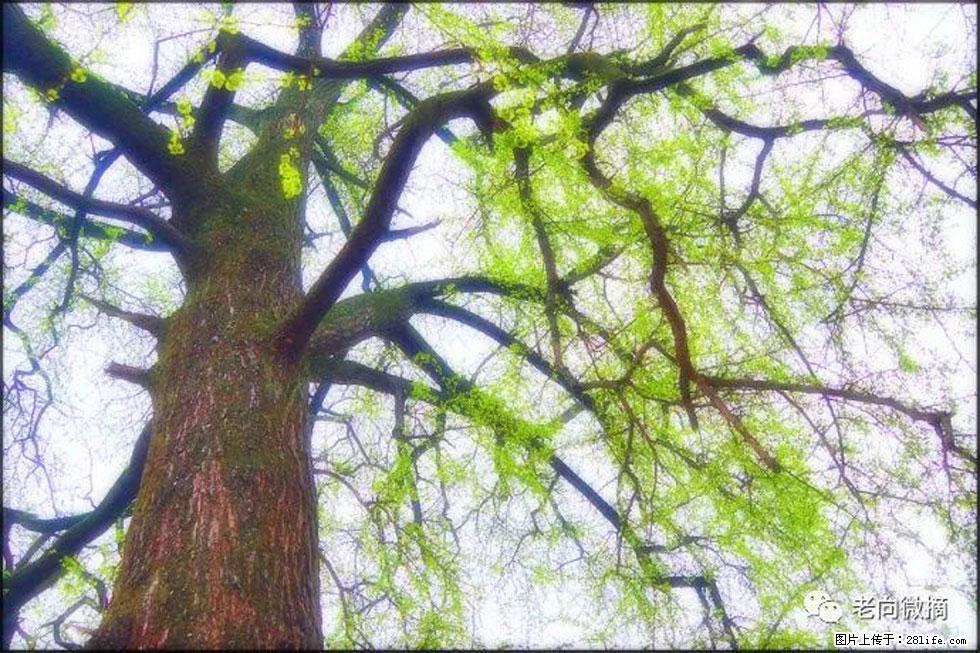 【春天,广西桂林灌阳县向您发出邀请!】在小龙村与春天约会 - 游山玩水 - 昆明生活社区 - 昆明28生活网 km.28life.com