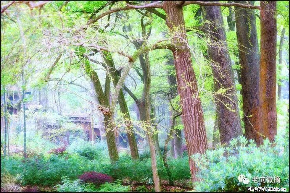 【春天,广西桂林灌阳县向您发出邀请!】在小龙村与春天约会 - 游山玩水 - 昆明生活社区 - 昆明28生活网 km.28life.com