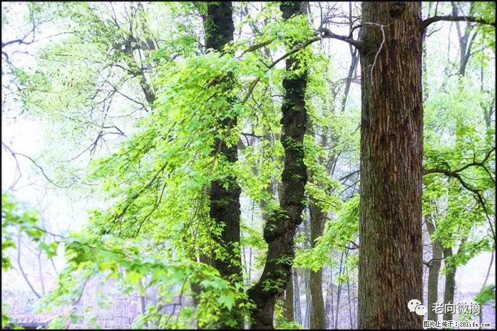【春天,广西桂林灌阳县向您发出邀请!】在小龙村与春天约会 - 游山玩水 - 昆明生活社区 - 昆明28生活网 km.28life.com