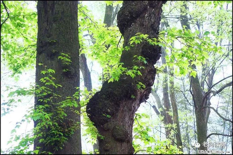 【春天,广西桂林灌阳县向您发出邀请!】在小龙村与春天约会 - 游山玩水 - 昆明生活社区 - 昆明28生活网 km.28life.com