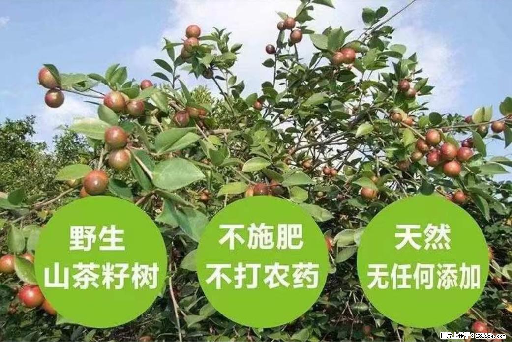 【灌阳县油茶产业示范区】一个有着充实的精神生活的人,对待身外之物自会有一种淡泊的态度 - 土特产 - 饮食特产 - 昆明分类信息 - 昆明28生活网 km.28life.com