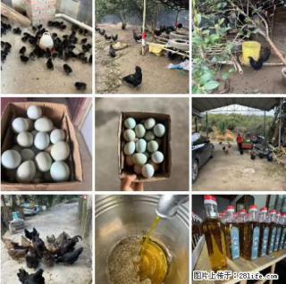 油茶园从小鸡仔开始养起的纯土鸡、土鸡蛋可以预定啦！还有前几天刚榨的纯山茶油哦 - 昆明28生活网 km.28life.com