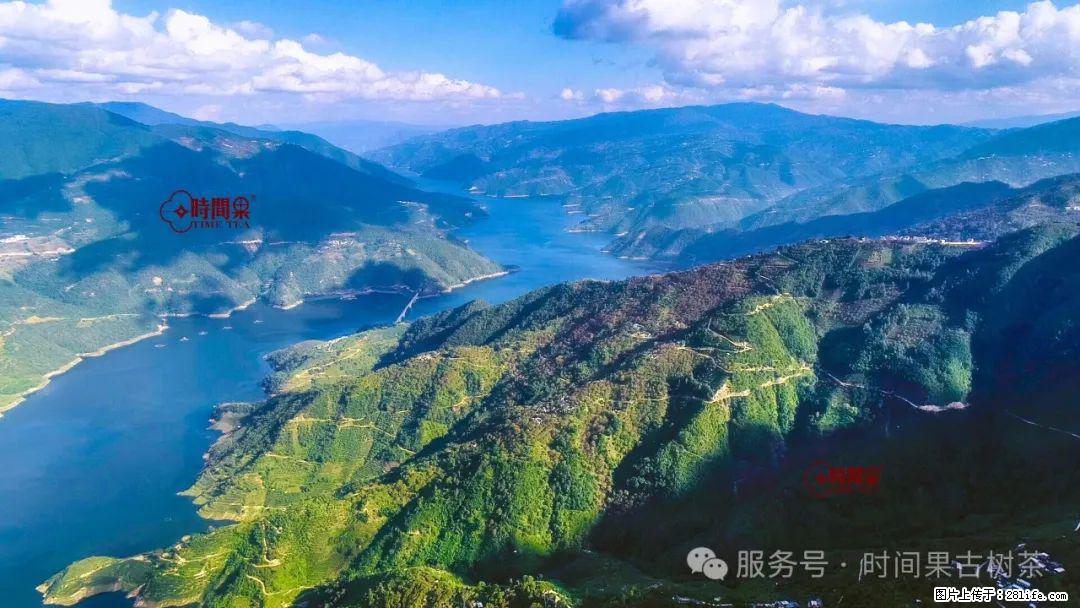 时间果百年古树龙珠普洱生茶 - 购物交流 - 昆明生活社区 - 昆明28生活网 km.28life.com