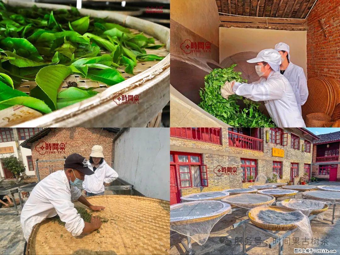 时间果百年古树龙珠普洱生茶 - 购物交流 - 昆明生活社区 - 昆明28生活网 km.28life.com