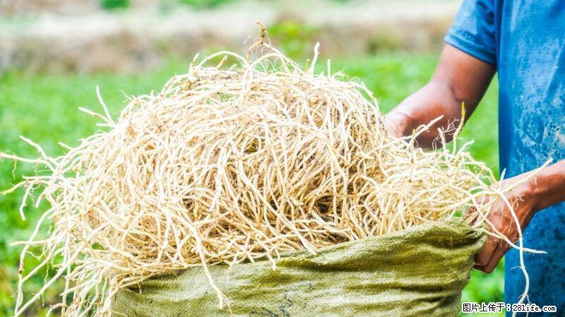 堪称“最难吃”的蔬菜，却是 “抗辐射神器”，还能护肺、清热、止咳化痰！ - 昆明生活资讯 - 昆明28生活网 km.28life.com