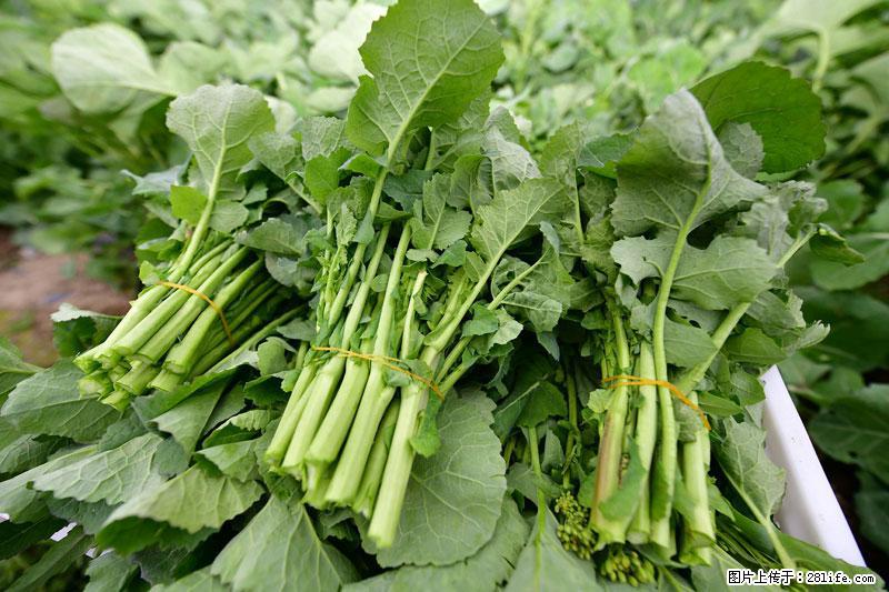这些蔬菜是“天然钙片”，这6种被医生重点推荐 - 昆明生活资讯 - 昆明28生活网 km.28life.com